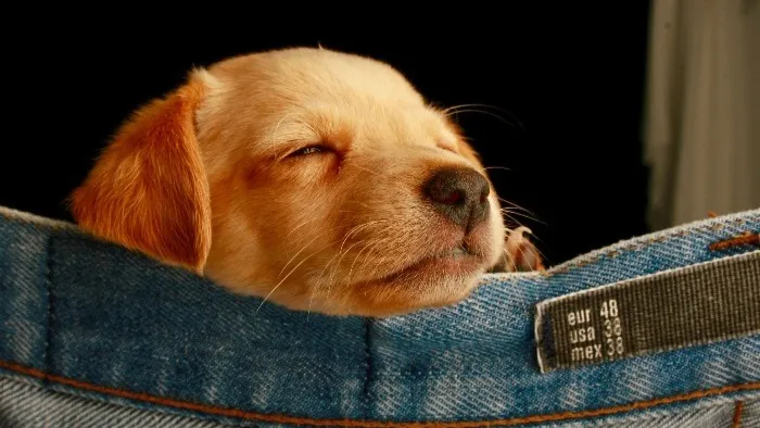 Puppy Sleeping