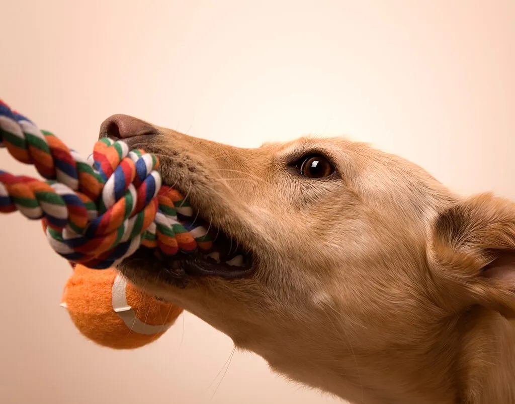 Puppy tugging on a colorful rope toy