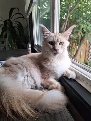 Purebred light red silver Maine Coon sitting in a windowsill