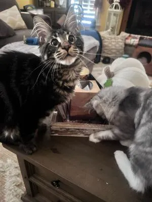 Purebred Maine Coon kitten Oberon looking up curiously