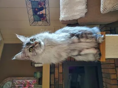 Purebred silver Maine Coon sitting atop cat scratching post