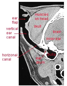 Radiograph of skull labeled.