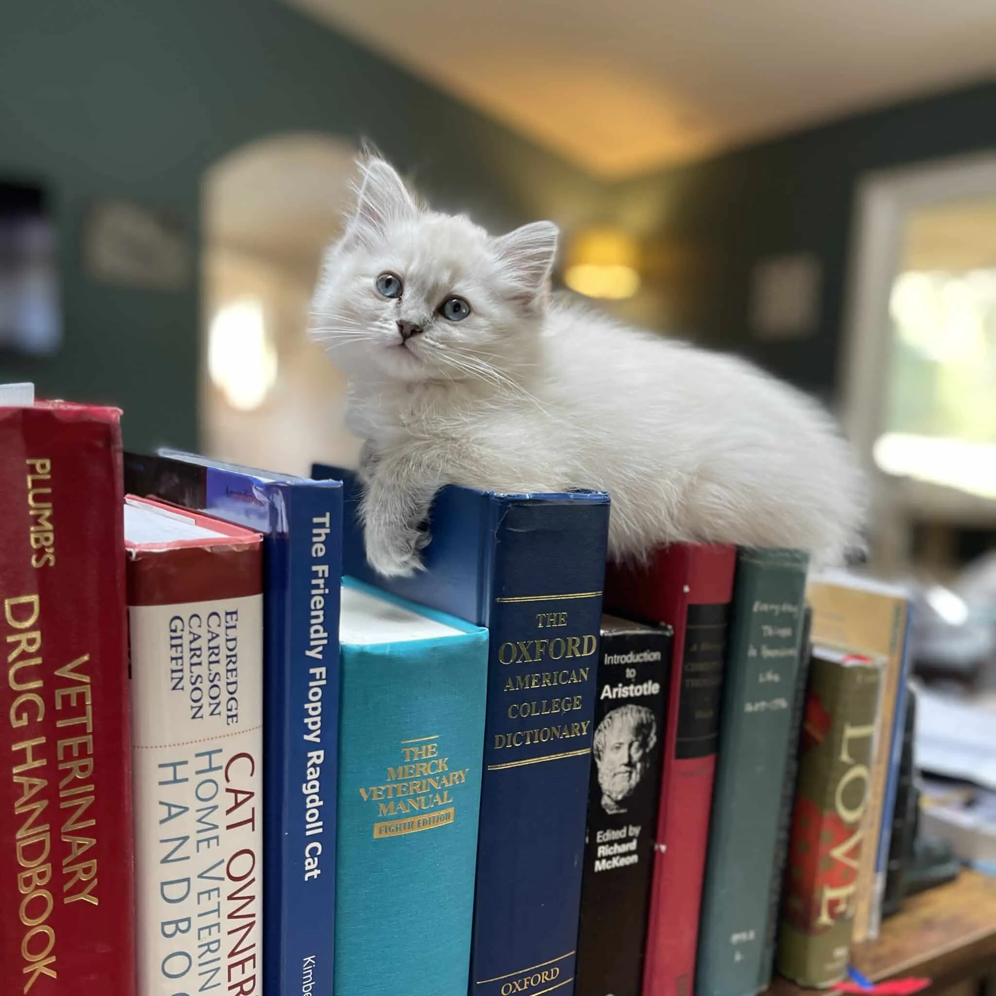ragdoll cat color blue pointed sits on top of books