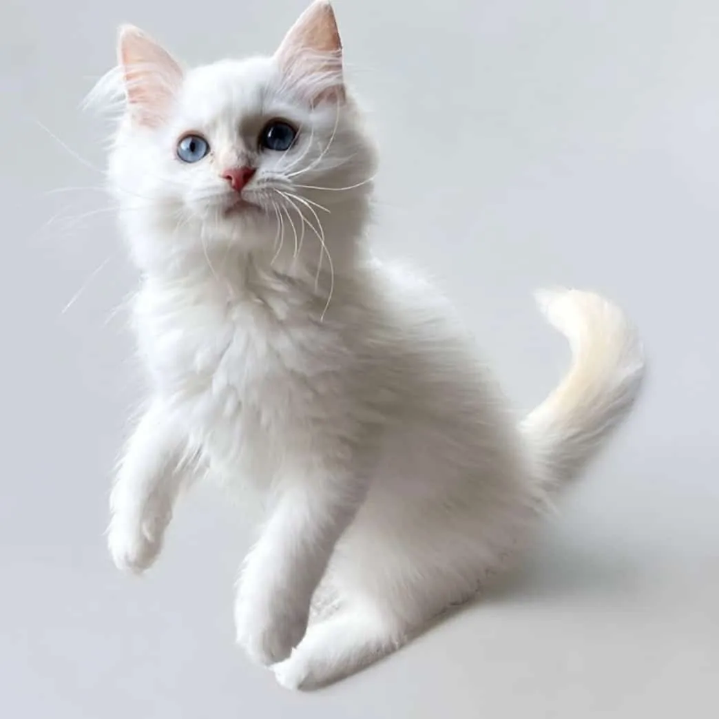 Ragdoll Cat Colors are seal, blue, chocolate, lilac, flam & cream (reds).