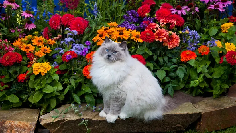Ragdoll cat with plush coat and dark face points