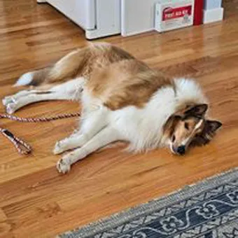 Rainier resting comfortably in his new forever home