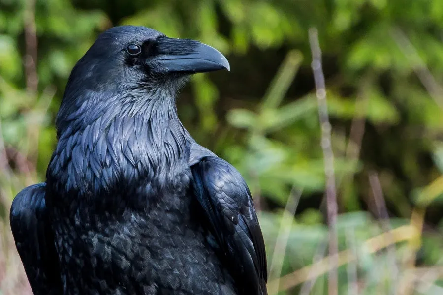 Raven using tools and planning ahead