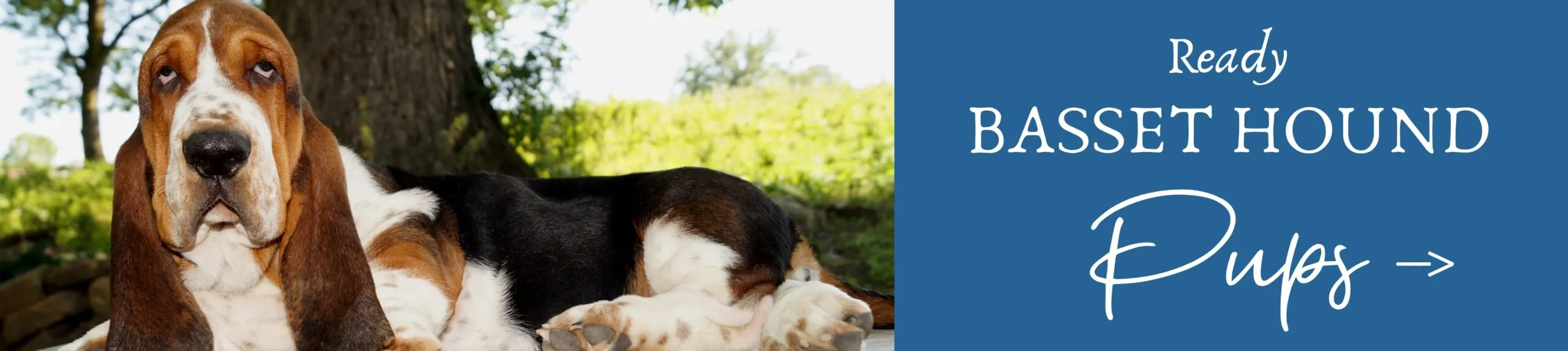 Ready Basset Hounds litter for sale