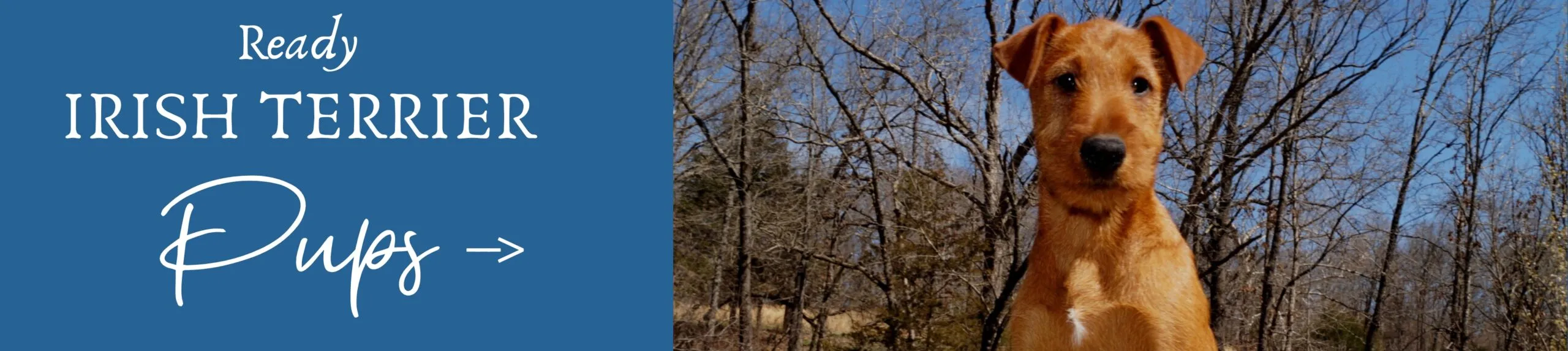 Ready Irish Terriers available