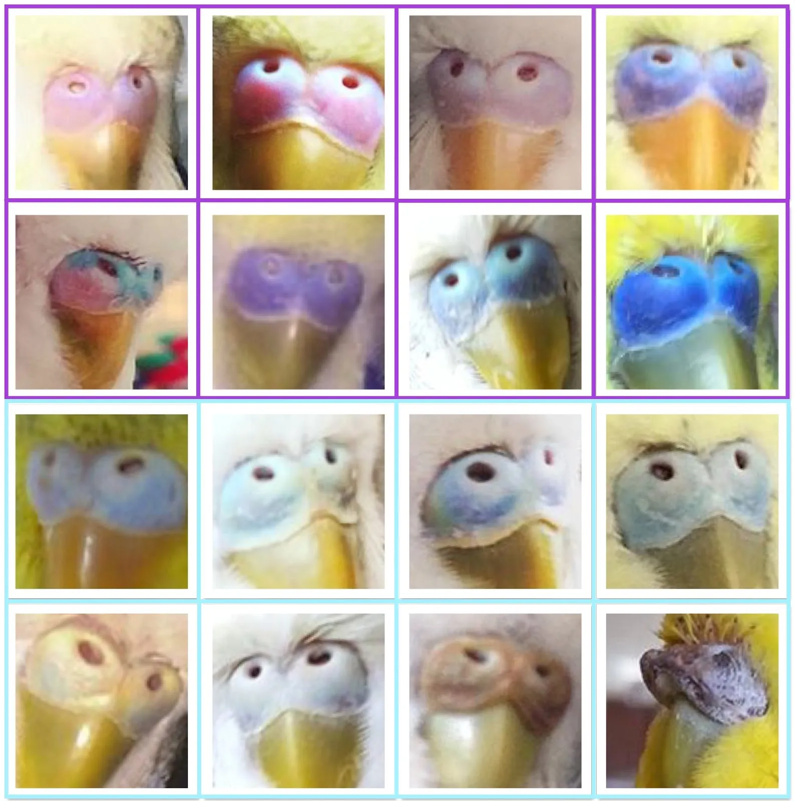 Real budgie examples of male cere progression from pink to blue and female blue variations