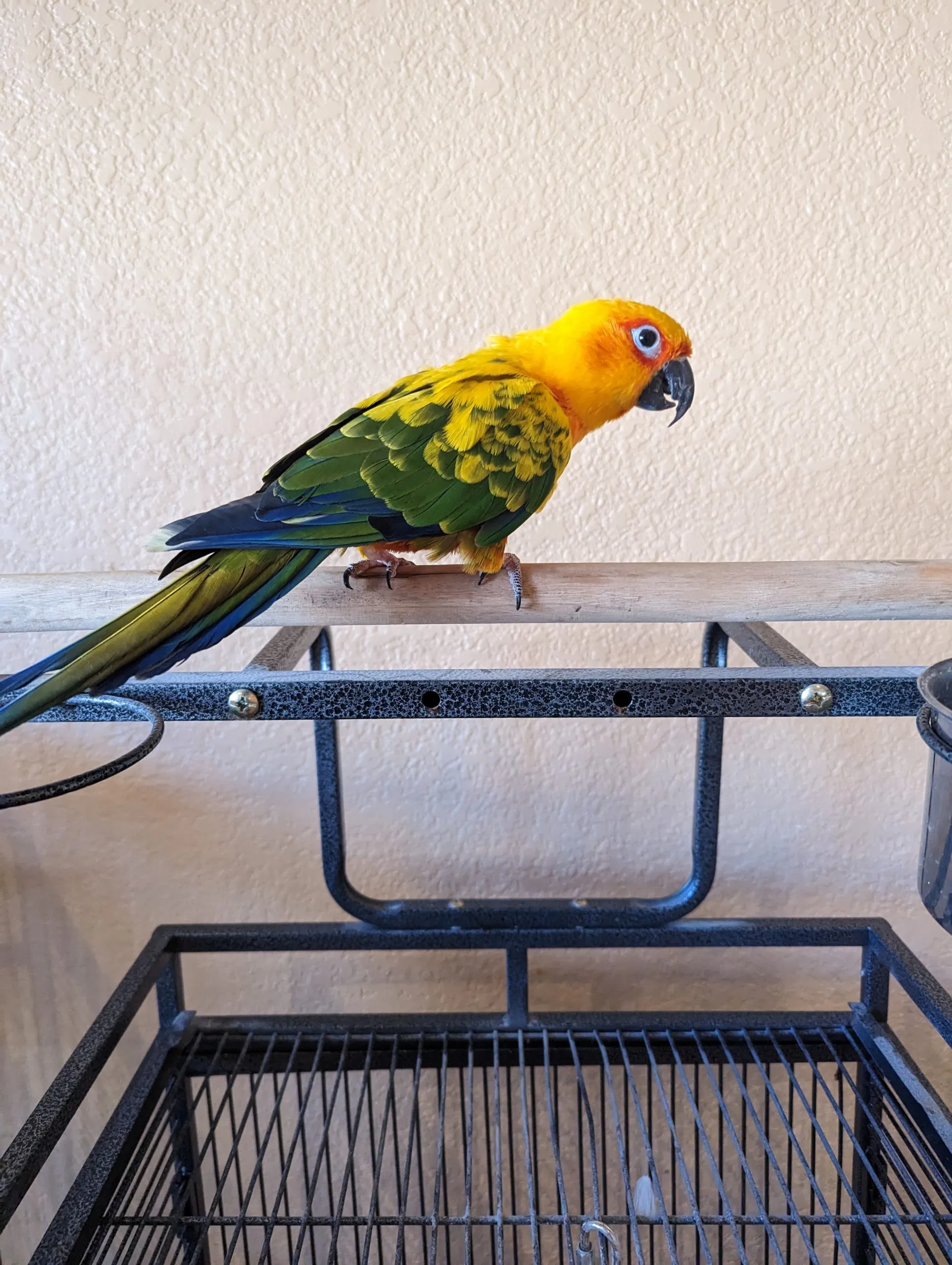Recommended cage dimensions for conures and similar medium birds