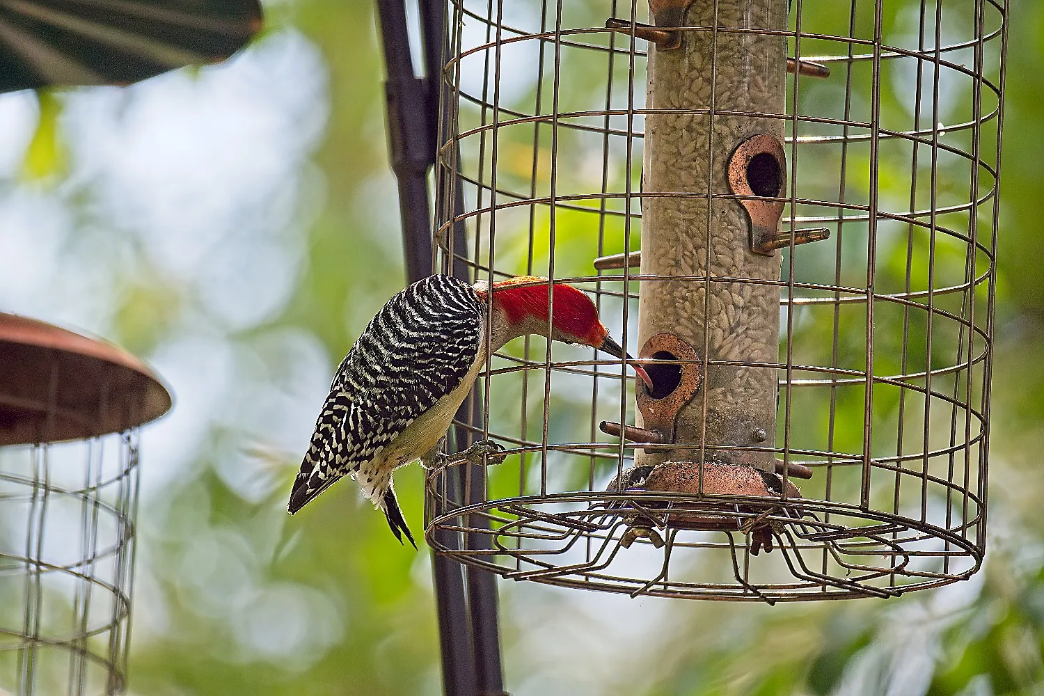Red-Bellied Woodpecker Pulling Seed From Outside a Caged Feeder