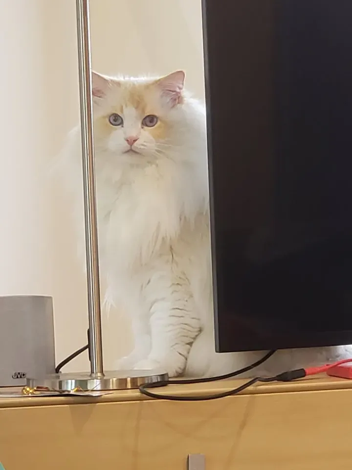 Red bi-color male Phoenix at 7 years