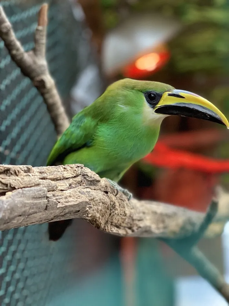 Red-billed toucan baby being hand-fed with focused expression
