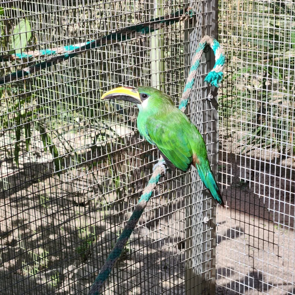 Red-billed toucan pair in aviary environment