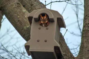 Red phase screech owl perched in nest box