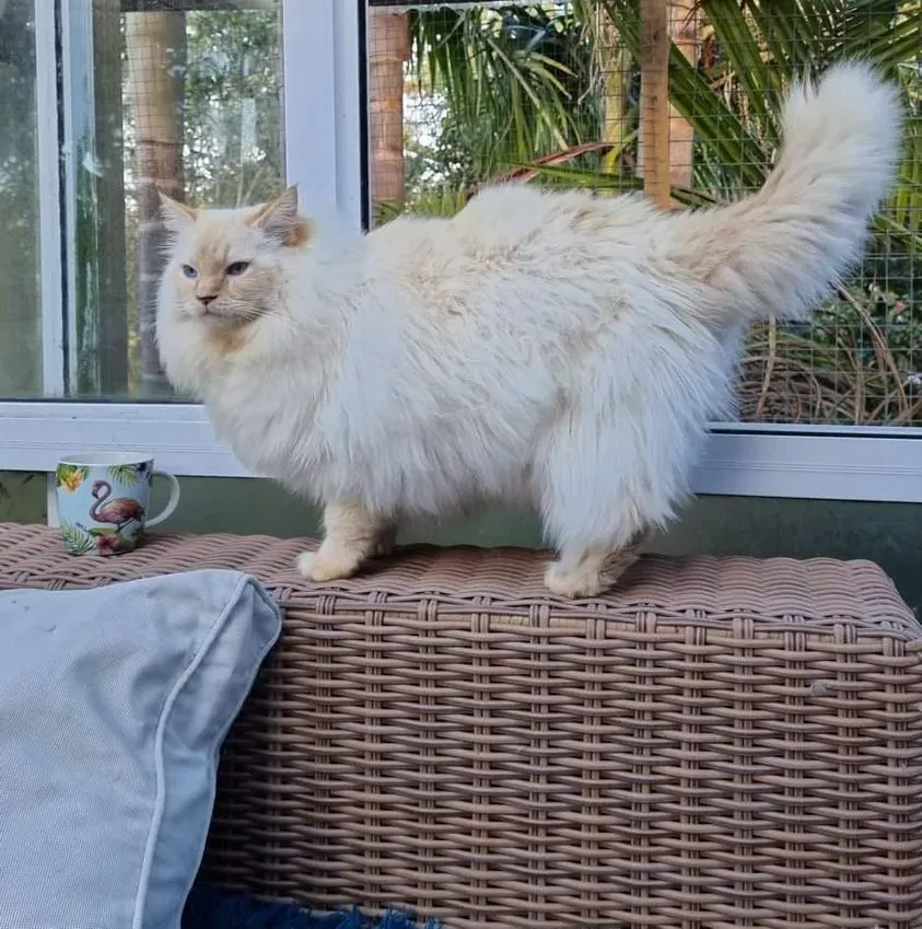 Red point male LionKing aka Flynn