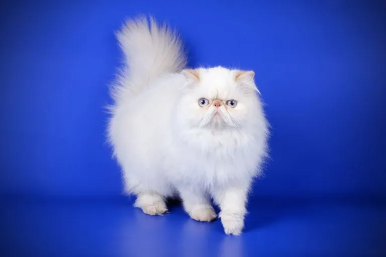 Red-point Persian cat demonstrating grooming needs