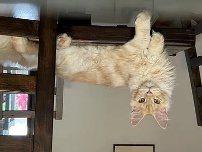 Red silver Maine Coon kitten lounging on a table
