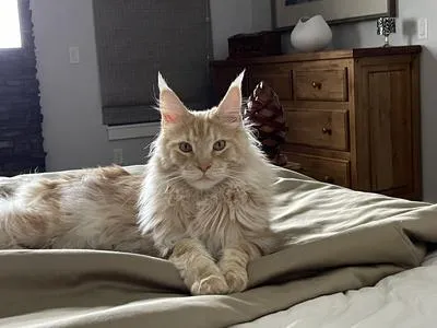 Red silver Maine Coon laying on bed in sunshine