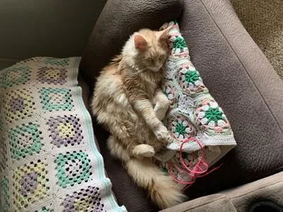 Red silver Maine Coon sleeping on armchair