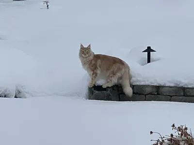 Red silver Maine Coon standing in the snow