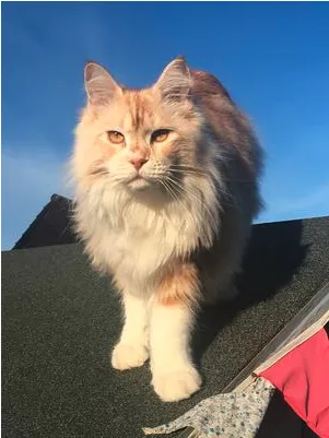 Red silver Maine Coon standing on a rooftop with blue sky