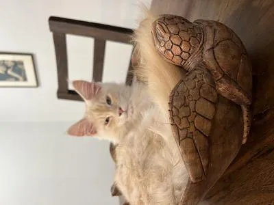 Red silver tabby Maine Coon kitten sitting in a bowl