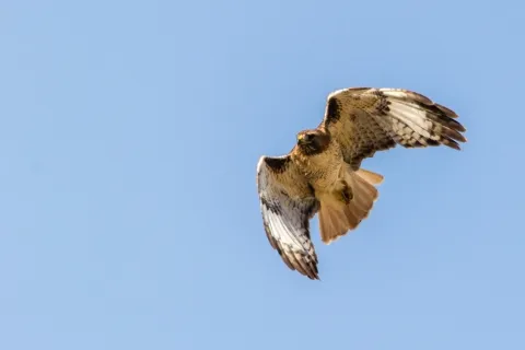 Red-tailed hawk in flight