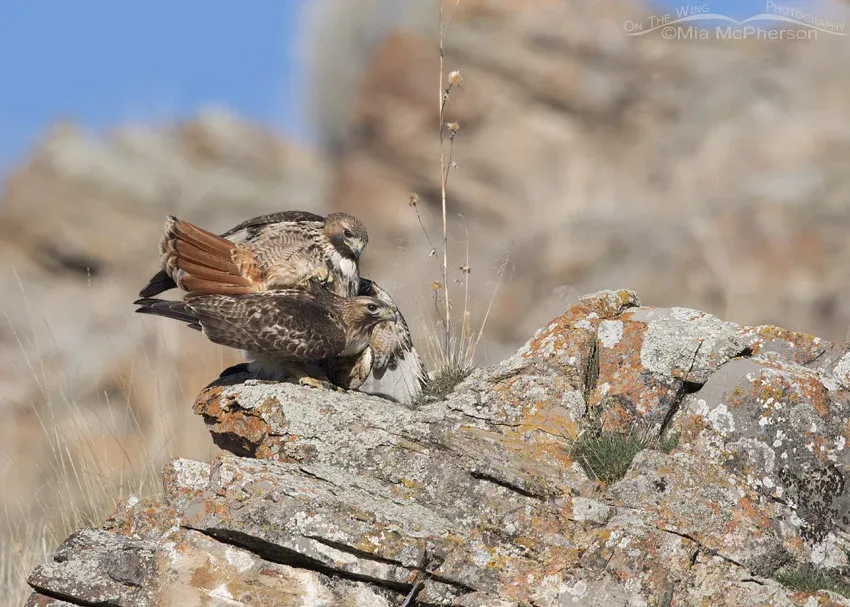 Red-tailed Hawk male beginning to dismount