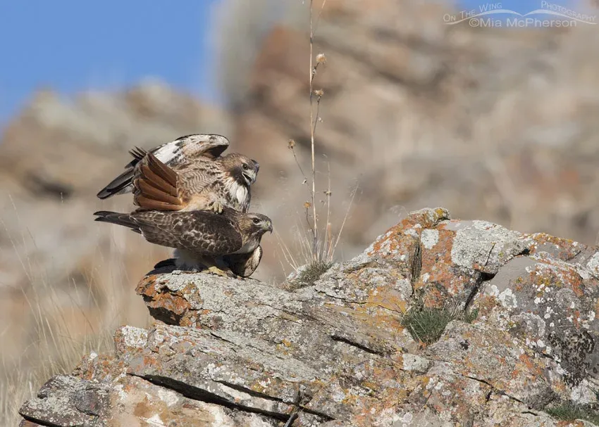 Red-tailed Hawk mating behavior