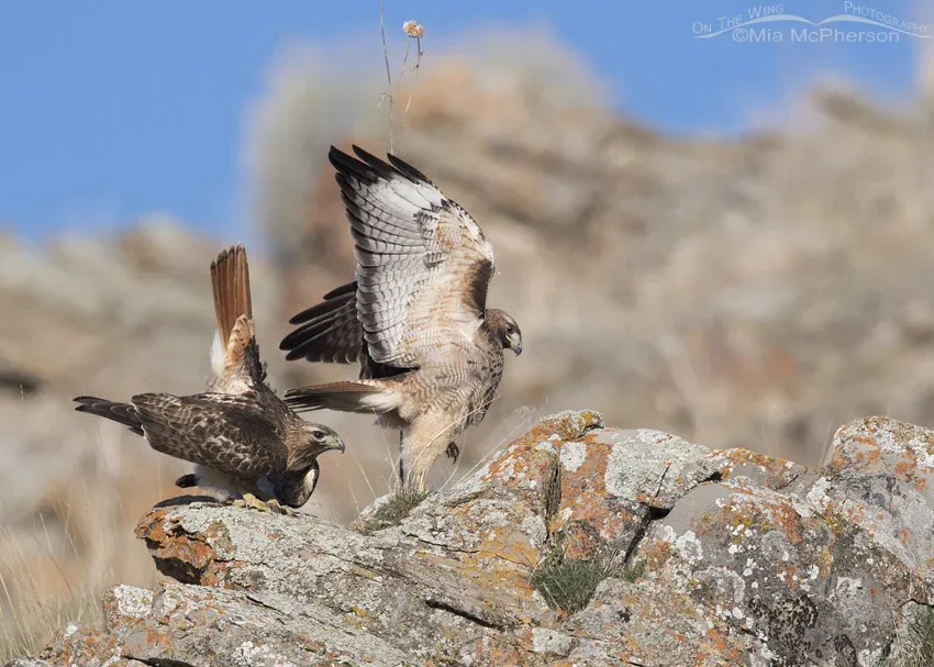 Red-tailed Hawks after mating
