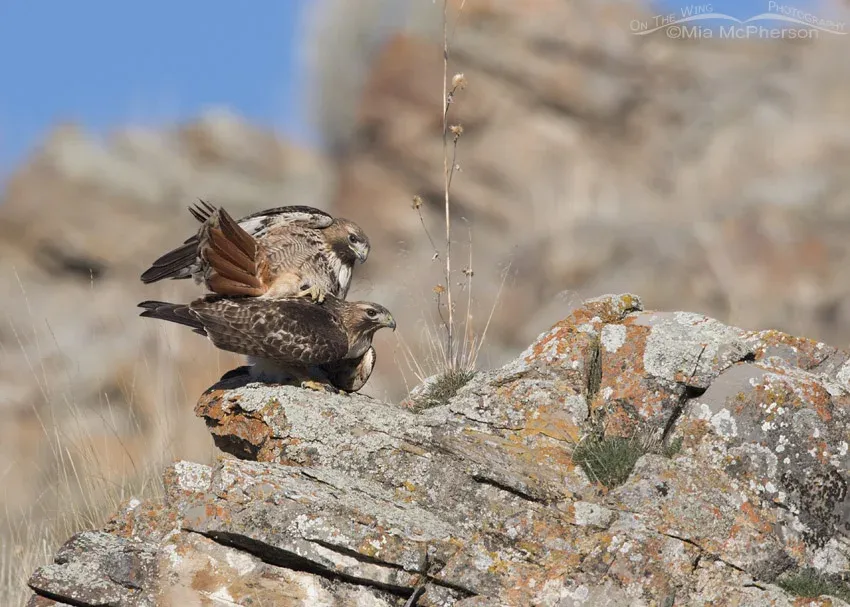 Red-tailed Hawks on the rocks