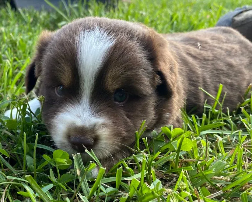 Red tri male mini aussie puppy posing confidently
