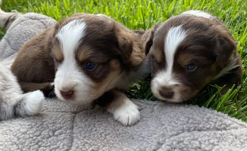 Red tri reserved male exploring