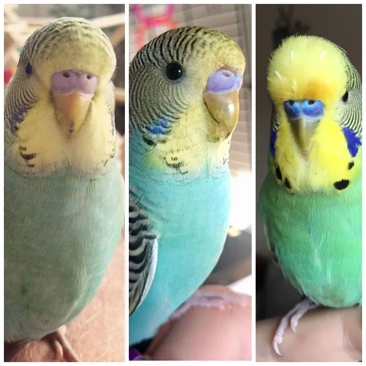 Reggie the male budgie's cere change from baby pink to adult blue