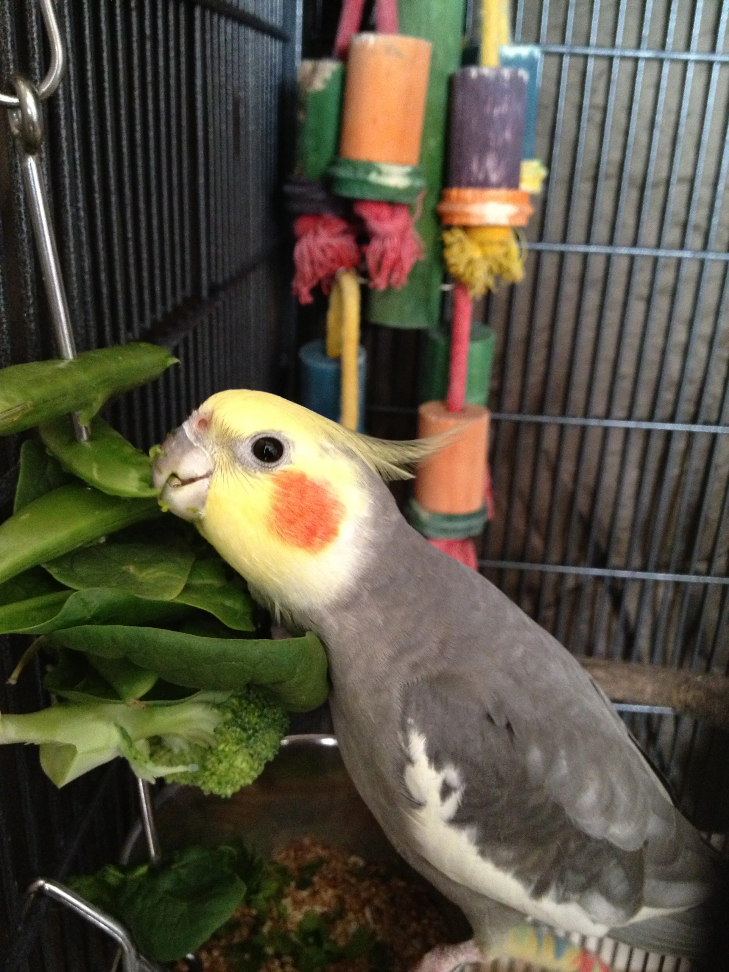 Relaxed cockatiel Mishka surrounded by toys after months of training and trust-building