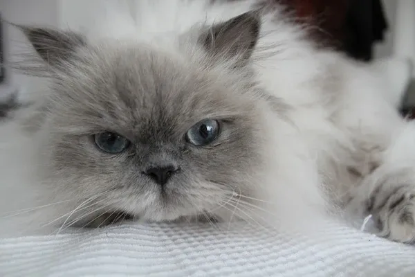 Relaxed Himalayan cat resting comfortably