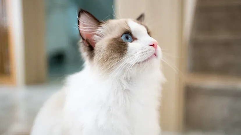 Relaxed Ragdoll cat with blue eyes and fluffy semi-long fur