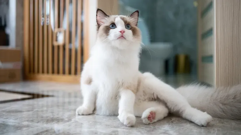 Relaxed Ragdoll cat with striking blue eyes and silky long fur