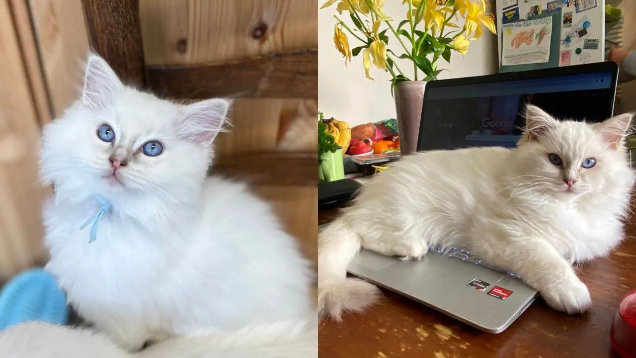 Remi, lilac mitted Ragdoll with blaze from Engelhart Ragdolls