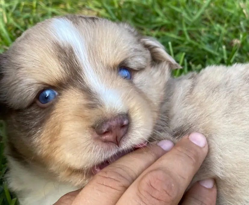 Reserved red merle male mini aussie puppy