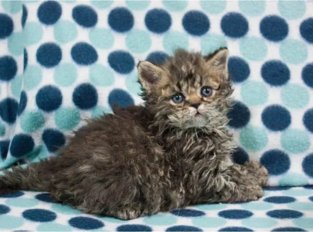 Rexonlineua Selkirk Rex lounging with its signature curly coat
