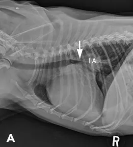 Right lateral thoracic radiographs showing mainstem bronchial compression in a shih tzu with DMVD