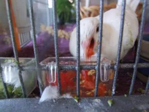 Ringneck dove devouring chopped bell peppers