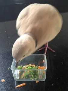 Ringneck dove eating minced carrots and broccolini