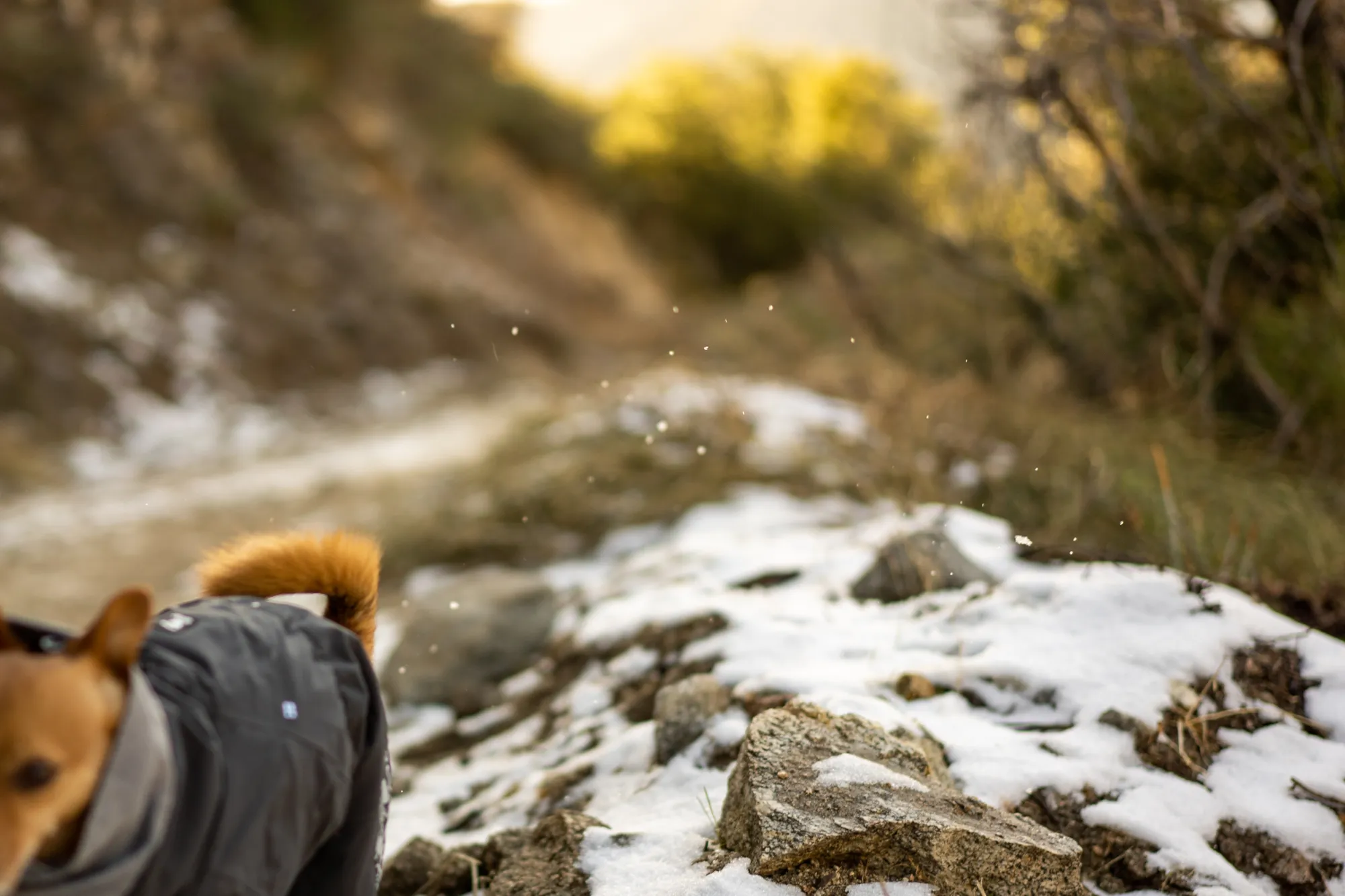 Robin happily running through snow, showcasing the coat's fit and freedom of movement