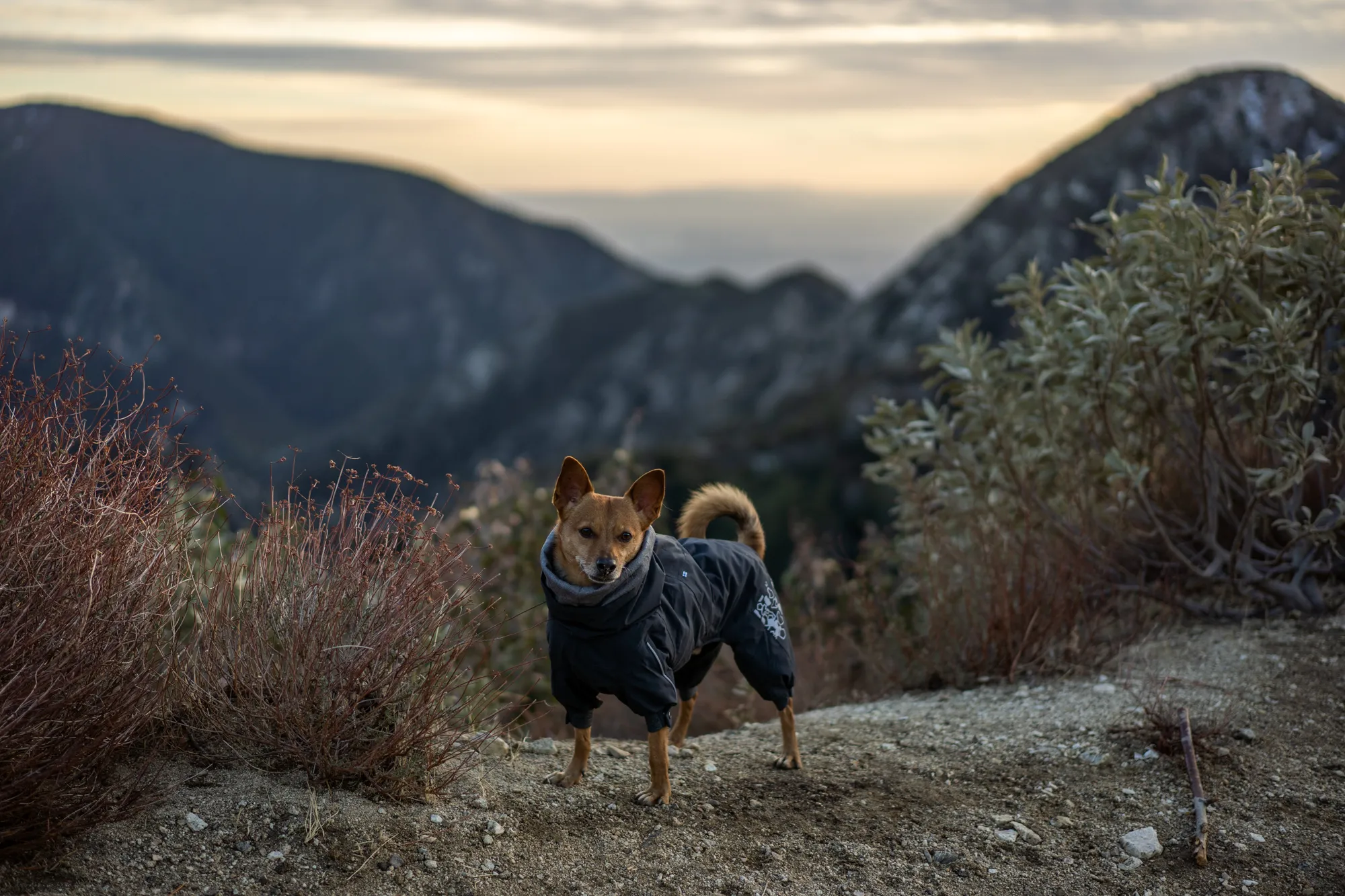 Robin wearing the Hurtta Extreme Overall, standing in snow