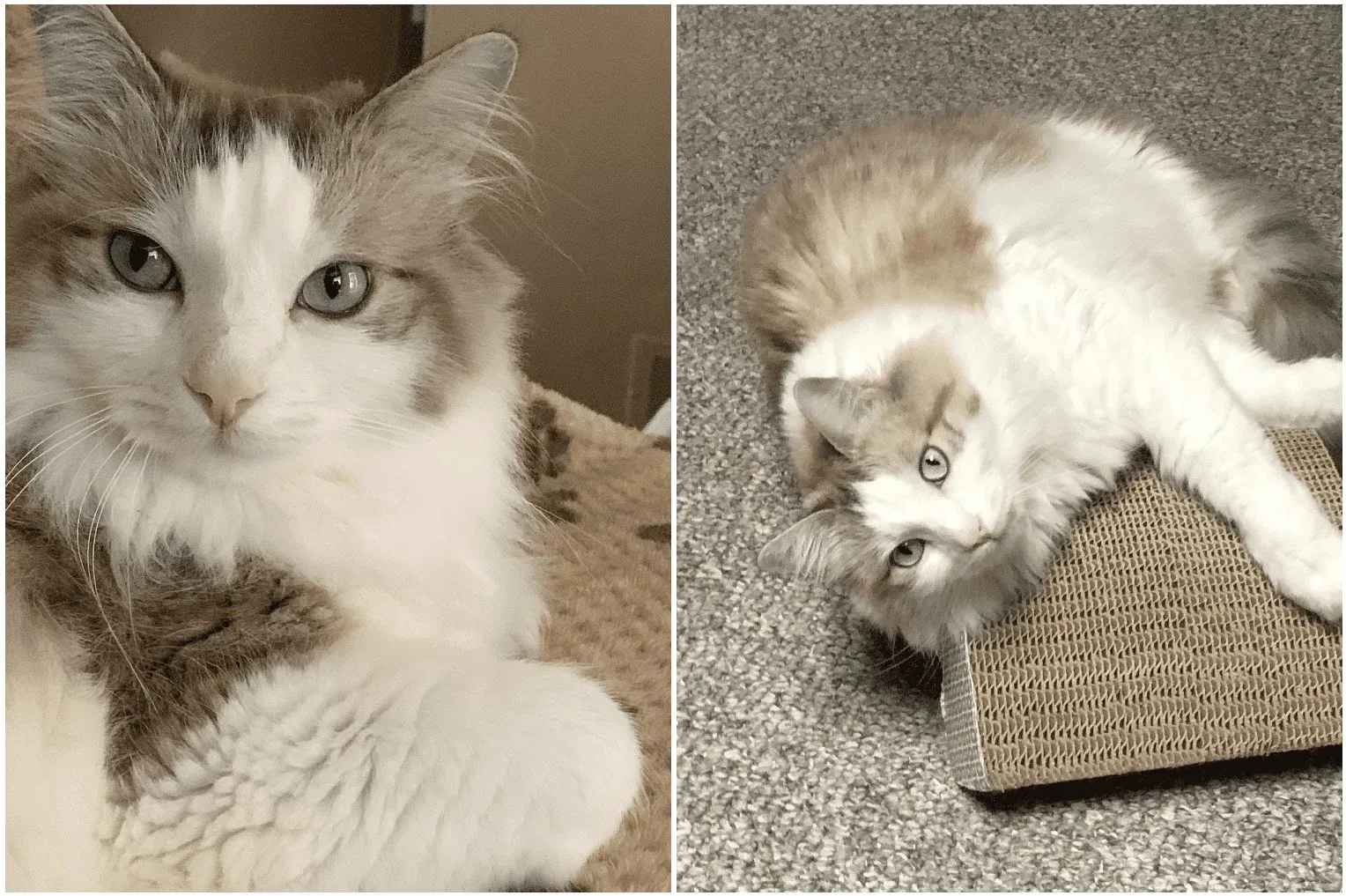 Romeo, lilac lynx bicolor Ragdoll close-ups