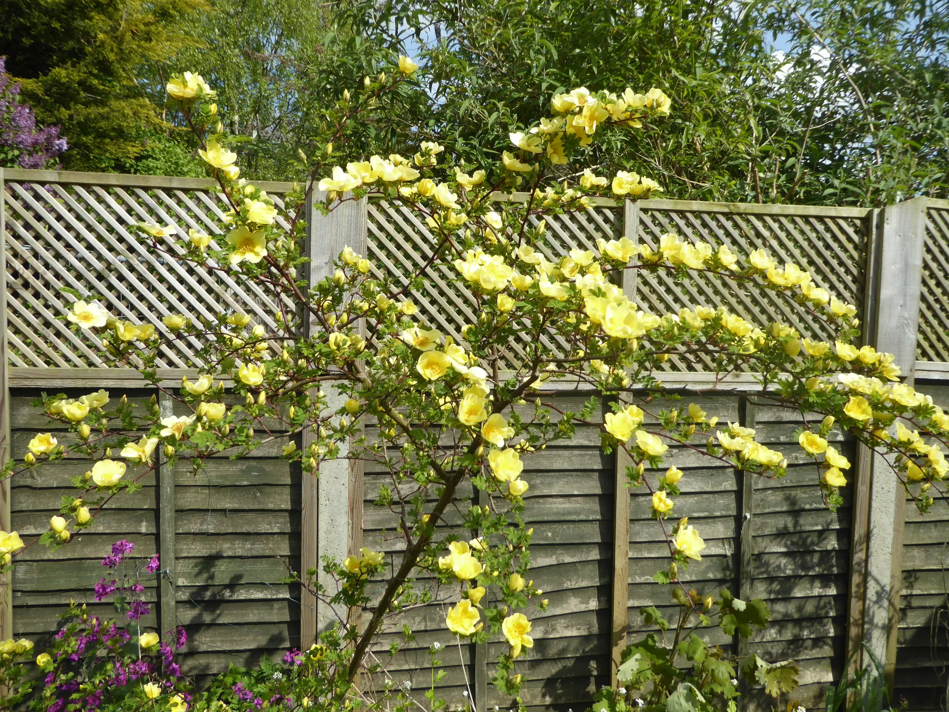 Rosa xanthina ‘Canary Bird’ in our garden